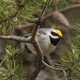 Illustration for article titled Golden-Winged Warblers Can Predict When Tornados Will Strike